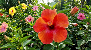 Hibiscus